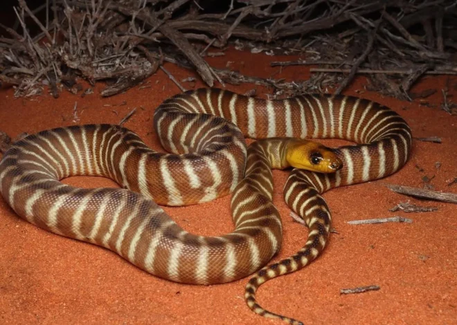 Are Snakes or Spiders an Issue in the Uluru Area?