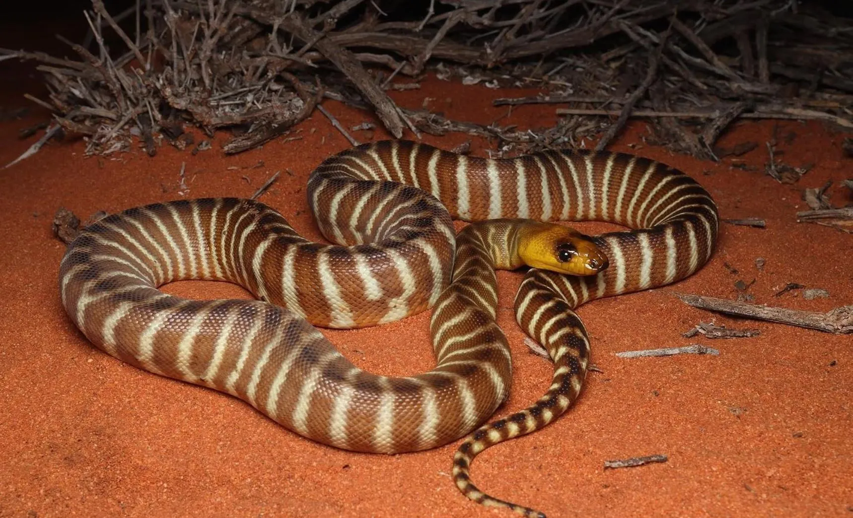 Are Snakes or Spiders an Issue in the Uluru Area?