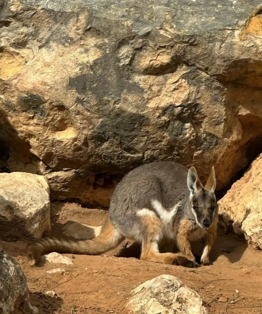 Black-footed Rock Wallabies