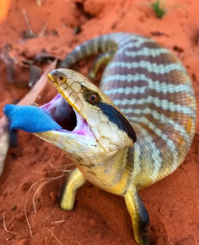 Centralian Blue-tongue Skink