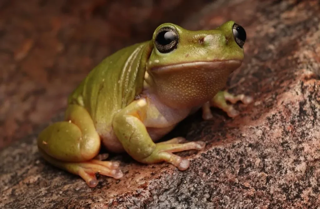 Centralian Tree Frog