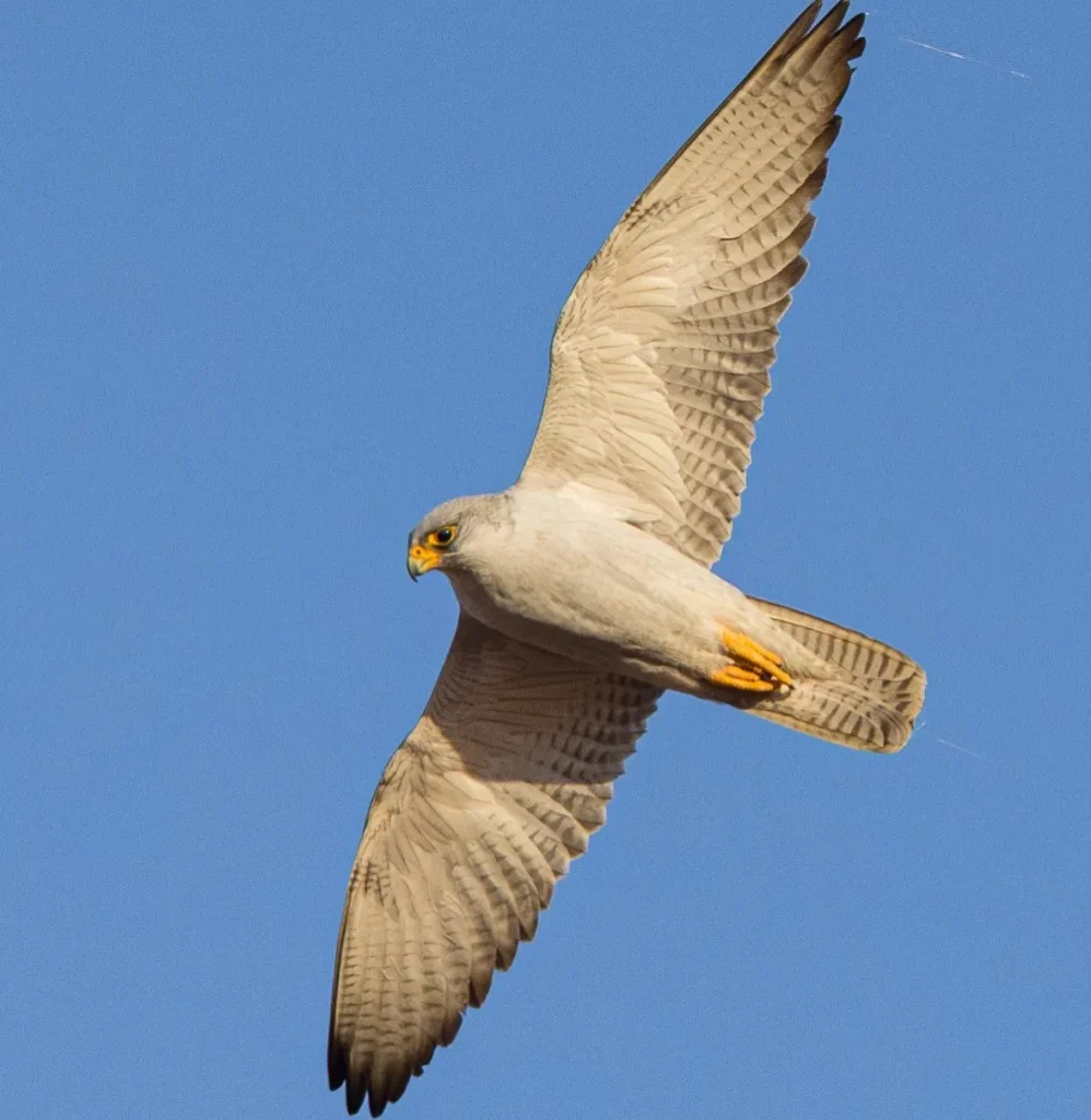 Grey Falcon